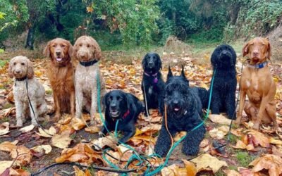 Puppies: How Much Exercise Is Too Much?