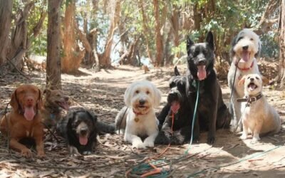 How to Safely Socialize Your New Puppy