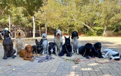 Hello Dog Trainer? My Dog Hates Having Her Nails Trimmed. Help!