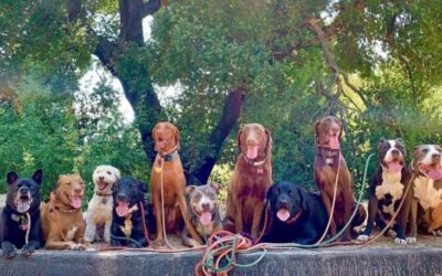 What Is a Dog Walker and What Can They Do for You?