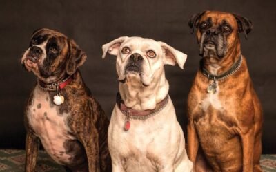 Discover The Benefits of Hiring a Private Dog Trainer in Your Area