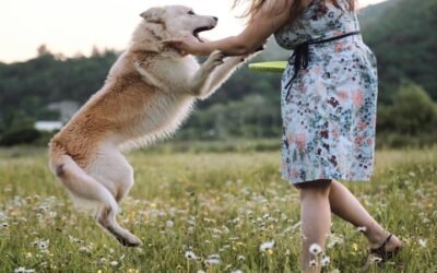 How to Stop Your Dog From Jumping