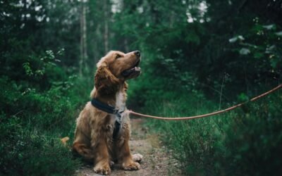Expert Advice on How to Prepare Your Shy Dog for a Dog Walker