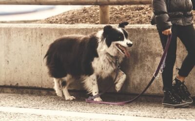 Managing Reactivity During Walks: Tips for Calm Dog Walks