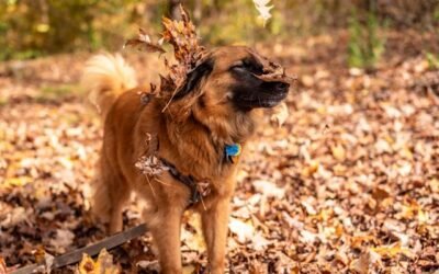 Building a Strong Bond Through Positive Reinforcement