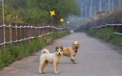 Understanding Canine Reactivity during Transitions: Unraveling the Canine Mind