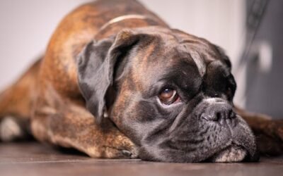 The Vital Importance of Choosing the Right Pet Sitter Over App-Based Options