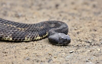 How Do I Keep My Dog Safe From Rattlesnakes?