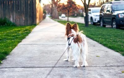 Emphasizing the Importance of Allowing Dogs to Explore Their Environment on Walks