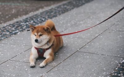 Why Your Dog Deserves SB Dog Dude: Santa Barbara’s Trusted Dog Walker