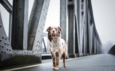 Why Regular Dog Walks Matter (And How a Pro Walker Helps)