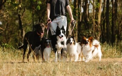 Why Pack Walks with a Dog Walker Are So Good for Your Dog