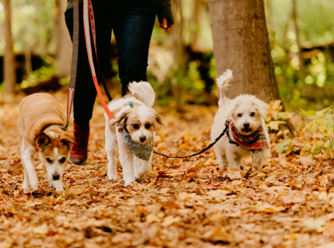 Why Does My Dog Pull on the Leash? Tips for Better, Happier Walks